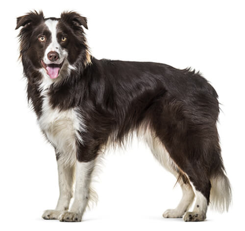 Fekete-fehér Collie áll